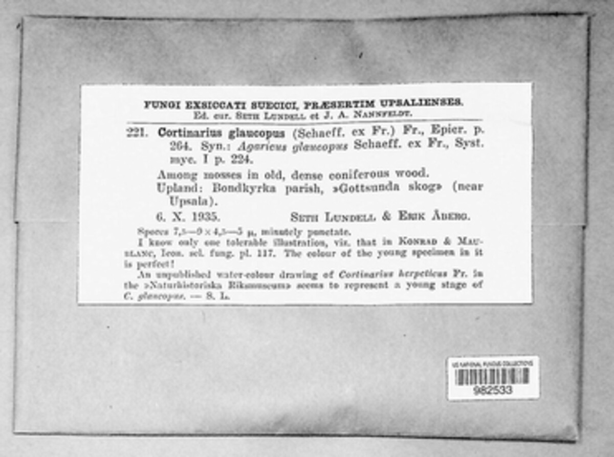 Phlegmacium glaucopus image